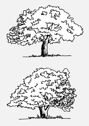 Set of trees with leaves