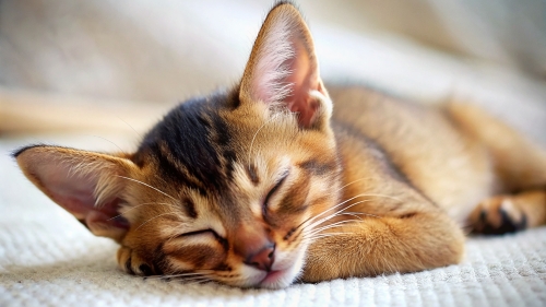 Abyssinian Cat cute kitten sleeping 27feb24 (1)