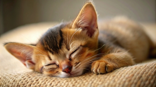 Abyssinian Cat cute kitten sleeping 27feb24 (2)