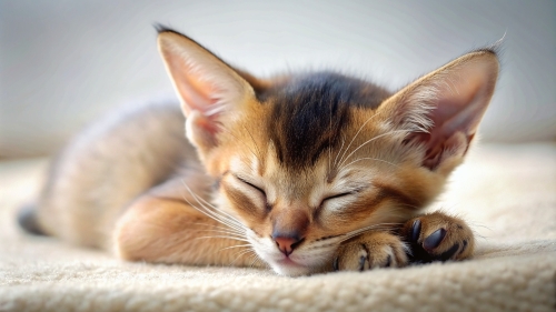 Abyssinian Cat cute kitten sleeping 27feb24 (4)