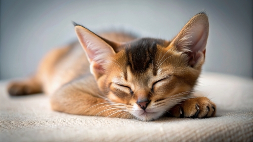 Abyssinian Cat cute kitten sleeping 27feb24 (5)
