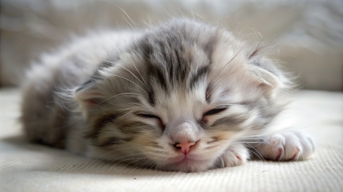 American Curl Cat cute kitten sleeping 27feb24 (3)