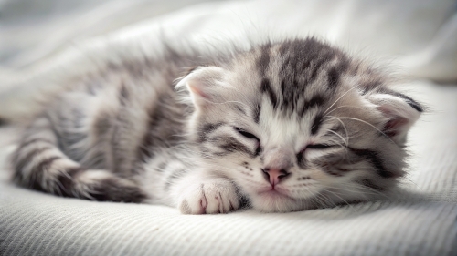 American Curl Cat cute kitten sleeping 27feb24 (6)