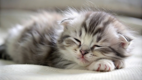 American Curl Cat cute kitten sleeping 27feb24 (7)