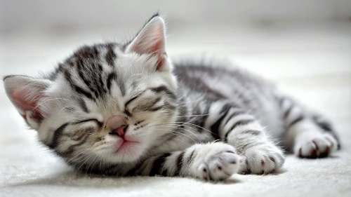 American Shorthair cute kitten sleeping 26feb2024 (4)