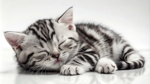 American Shorthair cute kitten sleeping 26feb2024 (6)
