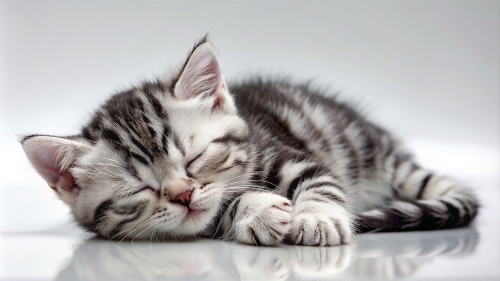 American Shorthair cute kitten sleeping 26feb2024 (8)