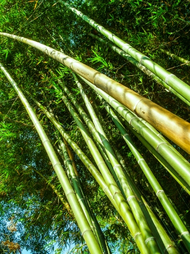 Bamboo  forest  background