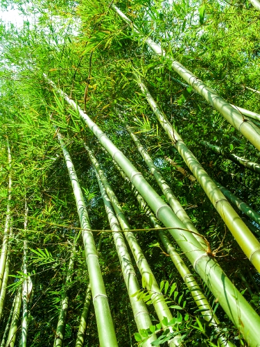 Bamboo  forest  background