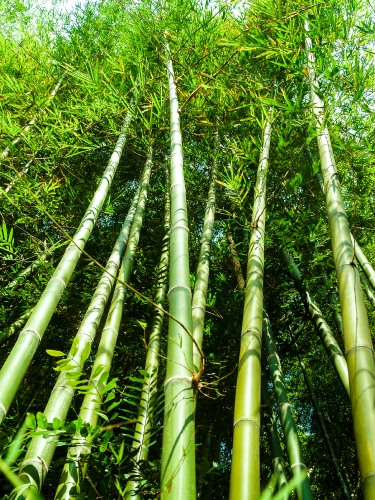 Bamboo  forest  background