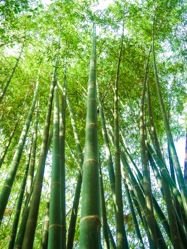 Bamboo  forest  background