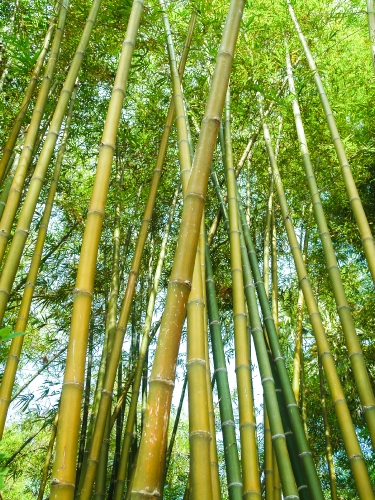 Bamboo  forest  background