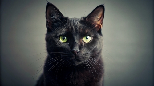 Black color cat , Face Close Up 27feb24 (10)