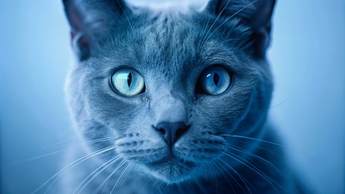 Blue cat , Face Close Up 27feb24 (8)