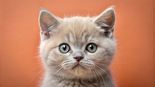 British Shorthair Kitten Face Close Up 25feb24 (2)