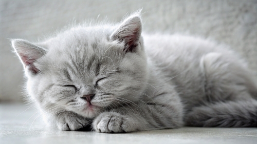 British Shorthair kitten sleeping 25feb24 (3)
