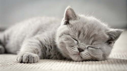 British Shorthair kitten sleeping 25feb24 (9)