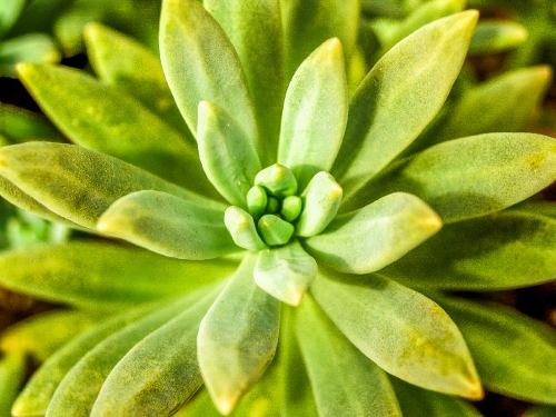 Cactus desert plant 