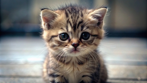 Cute Cat feel sad 12mar24 (13)