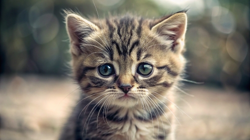 Cute Cat feel sad 12mar24 (14)