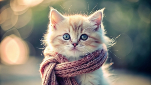 Cute Kitten  wearing a scarf 4mar24 (11)