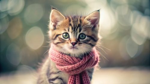 Cute Kitten  wearing a scarf 4mar24 (12)