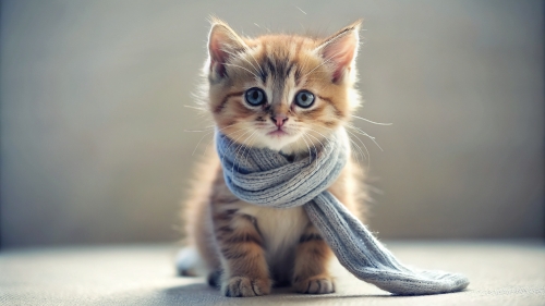 Cute Kitten  wearing a scarf 4mar24 (5)