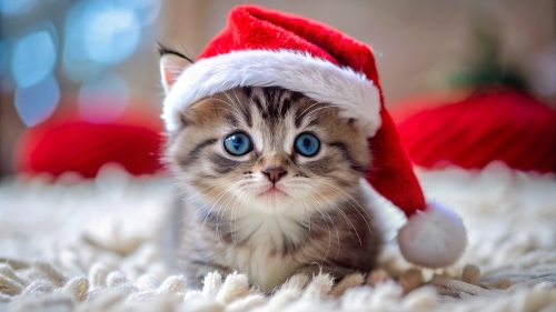 Cute Kitten wearing Christmas hat 4mar24 (2)