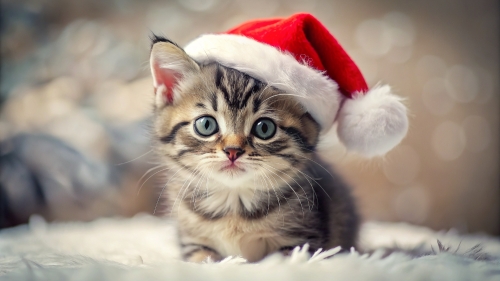 Cute Kitten wearing Christmas hat 4mar24 (6)