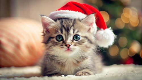 Cute Kitten wearing Christmas hat 4mar24 (7)