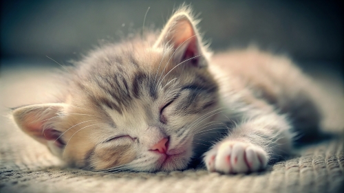 Cute little kitten sleeping 25feb24 (1)