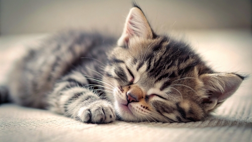 Cute little kitten sleeping 25feb24 (12)