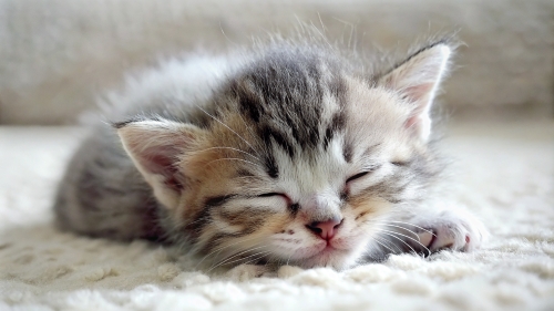 Cute little kitten sleeping 25feb24 (2)