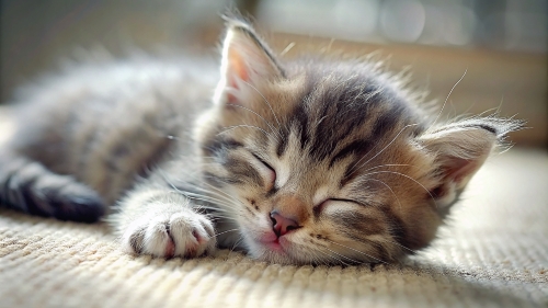 Cute little kitten sleeping 25feb24 (7)