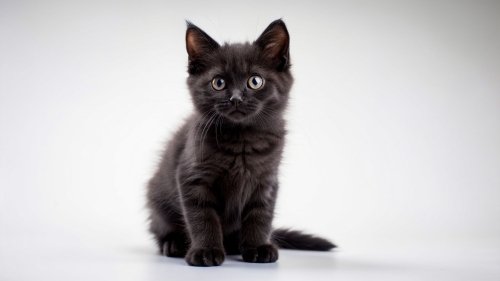 cute-black-cat-in-studio-shot-with-isolated-white- (1)