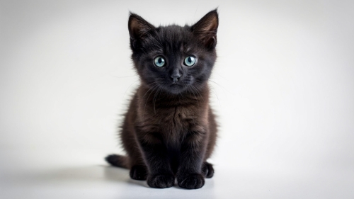 cute-black-cat-in-studio-shot-with-isolated-white-
