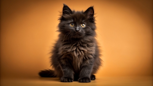 cute-fluffy-black-cat-in-studio-shot-with-isolated (3)