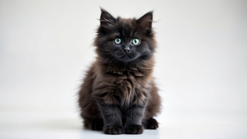 cute-fluffy-black-cat-in-studio-shot-with-isolated (4)