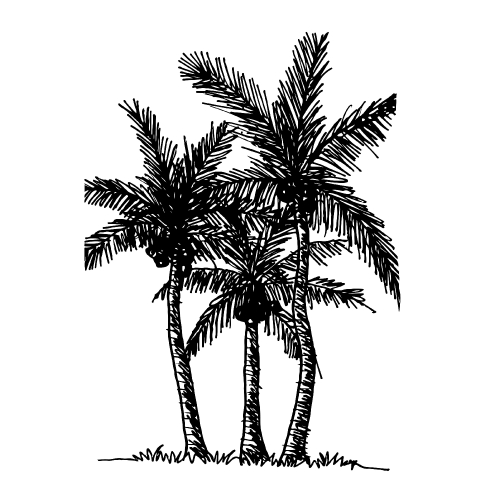 doodle coconut tree icon hand draw illustration design 