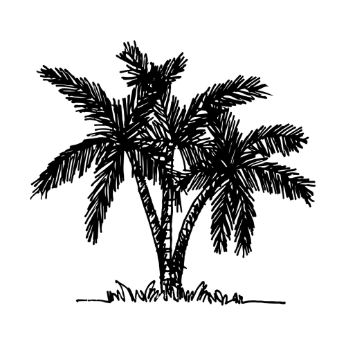 doodle coconut tree icon hand draw illustration design 