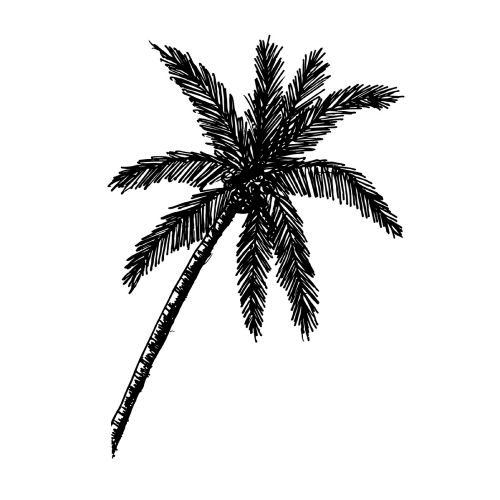 doodle coconut tree icon hand draw illustration design 