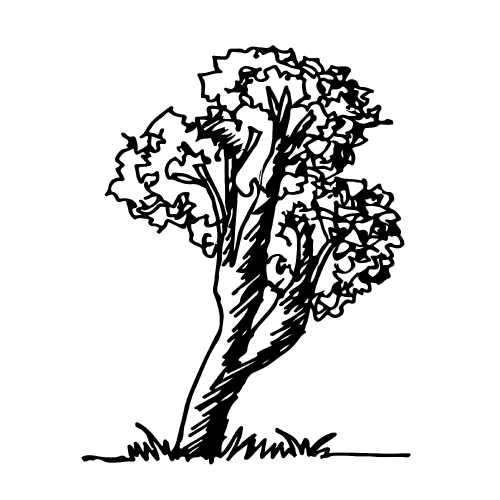 Doodle tree icon hand draw illustration design