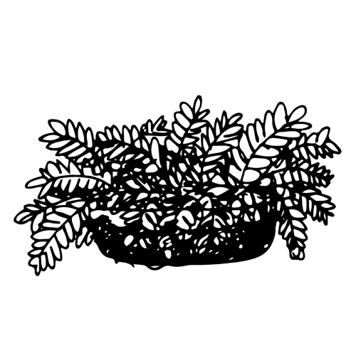 doodle tree pot icon hand draw illustration design