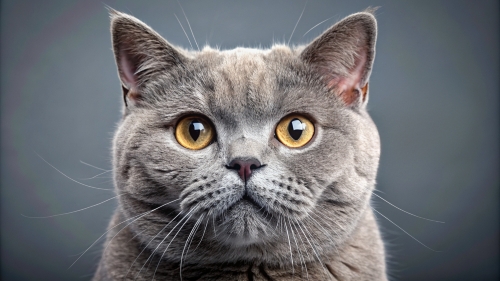 Face Close Up British Cat 23feb2024 (1)