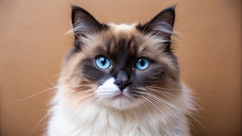 Face Close Up Ragdoll Cat 25feb24 (6)