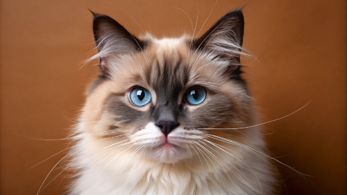 Face Close Up Ragdoll Cat 25feb24 (7)