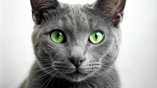 Face Close Up Russian Blue Cat 23feb2024 (3)