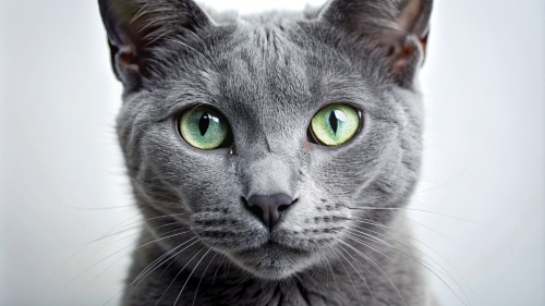 Face Close Up Russian Blue Cat 23feb2024 (5)