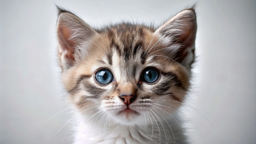 face-close-up-cute-kitten-23feb2024 (3)