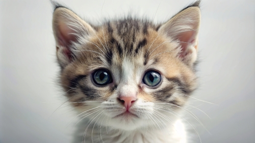 face-close-up-cute-kitten-23feb2024 (6)